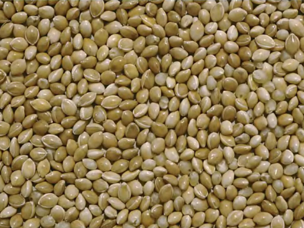 Grey Millet
