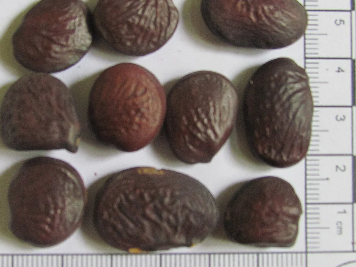 Karanj Seeds (Pongamia)