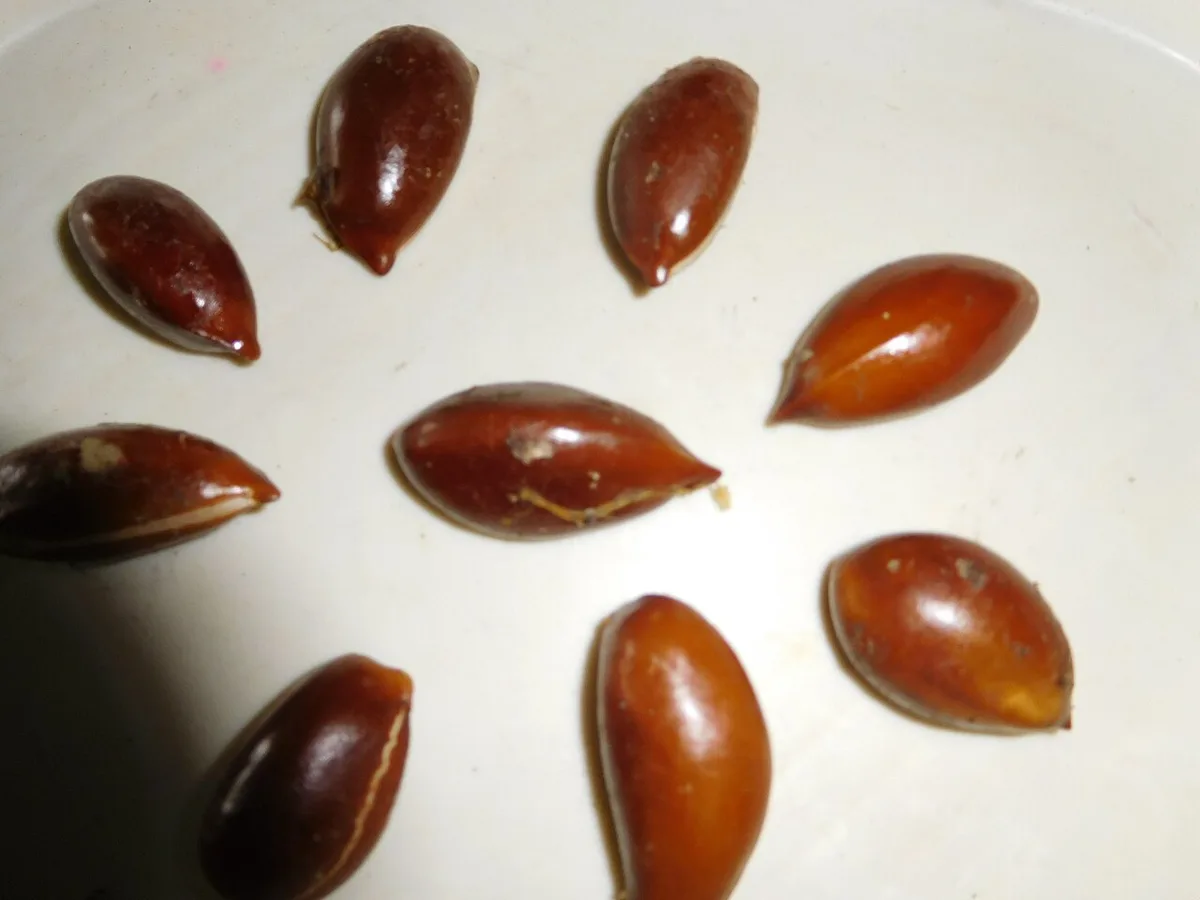 Mahua Seeds